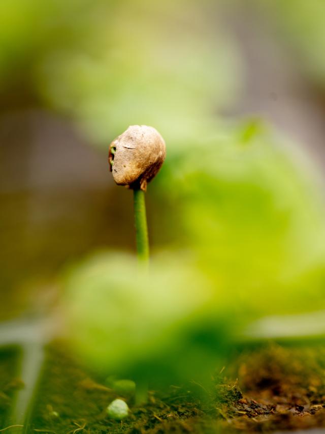Photo of Brasilien Daterra lysristet